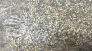 ACCESORIOS SINARDI GRANALLA GRANO DE 40 2 KG