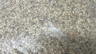 ACCESORIOS SINARDI GRANALLA GRANO DE 80 FINO 2KG