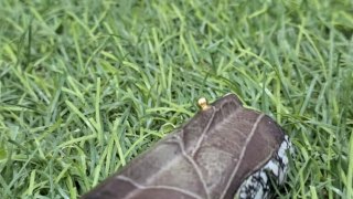 ESCOPETA HATSAN CAL 20 ESCORT BREAK UP 